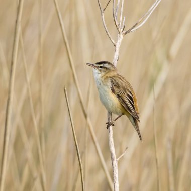 Reed bülbülü, Acrocephalus schoenobaenus