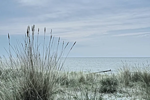Dunas Con Hierba Playa Costa Del Mar Báltico Luz Fría — Foto de Stock