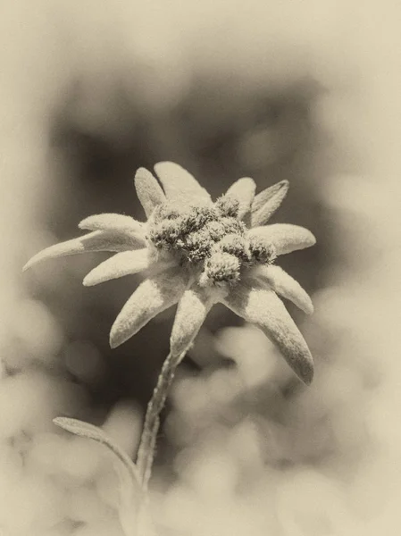 Eski kartpostal bir edelweiss çiçeği