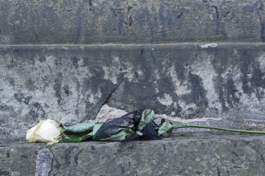 Bir soluk beyaz çiçek yas sembolü olarak siyah kurdele ile gül