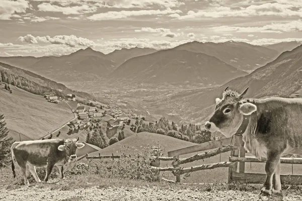 Cartão Postal Aldeia Montesa Prenn Nos Alpes Sarntal Com Vacas — Fotografia de Stock