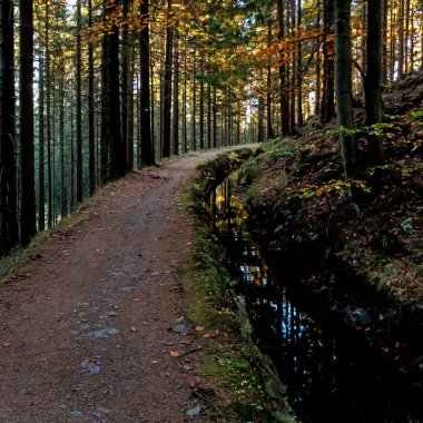 Harz Dağları'nın ormanda yürüyüş iz