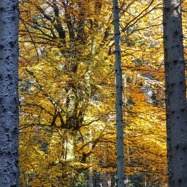 Foliage Beech Tree Forest Harz Mountains — Stock Photo, Image