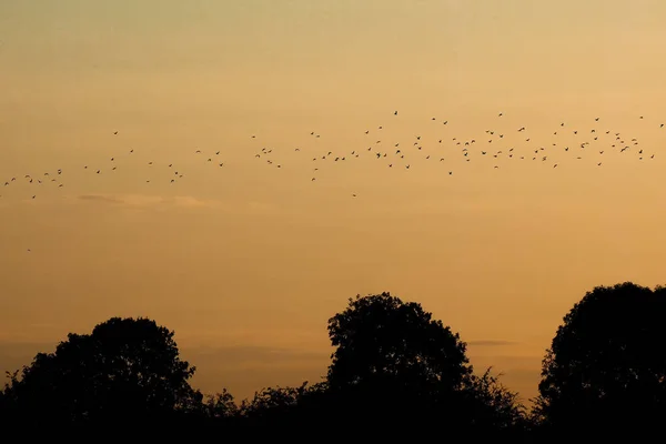Flock of birds flying above the silhouettes of trees at sunset in Lower Saxony