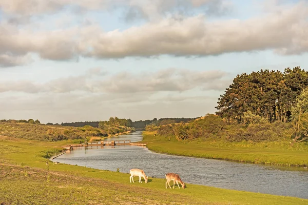 Paisagem Das Dunas Abastecimento Água Amsterdã Perto Amsterdã Zandvoort — Fotografia de Stock