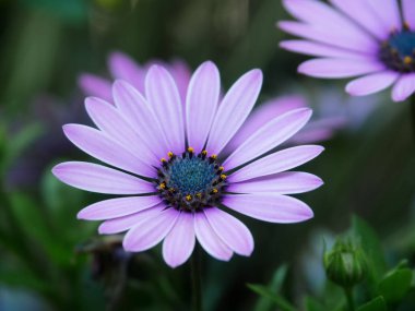 Yakın çekim bir marguerite çiçeği