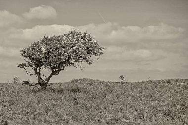 Hawthorne, rüzgarda Kuzey Hollanda dunes sepya içinde şekillendirdiği