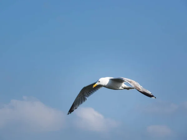 Uma Gaivota Arenque Voadora Isolada Céu Azul — Fotografia de Stock