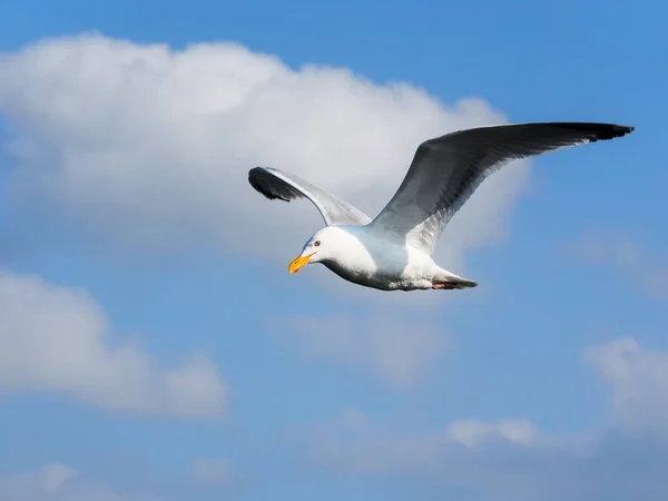 Uma Gaivota Arenque Voadora Isolada Céu Azul — Fotografia de Stock