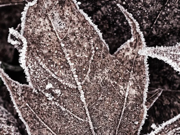 Abstract Pattern Frozen Mable Leaves — Stock Photo, Image