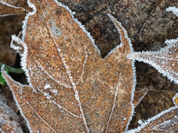 Abstract Pattern Frozen Mable Leaves — Stock Photo, Image