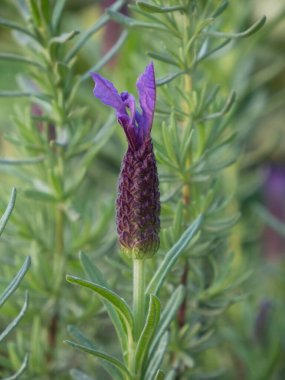 Mor lavanta çiçeğinin yakın çekimi