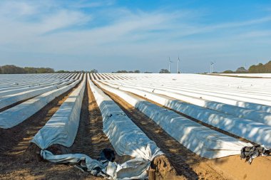 Kuzey Almanya, Aşağı Saksonya 'da folyo kaplı kuşkonmaz alanı