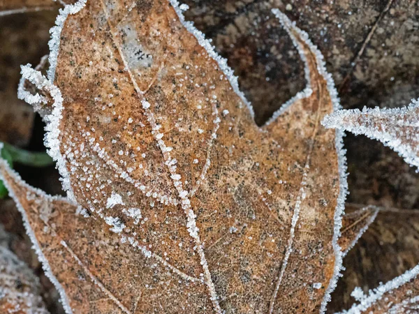 Abstract Pattern Frozen Mable Leaves — Stock Photo, Image