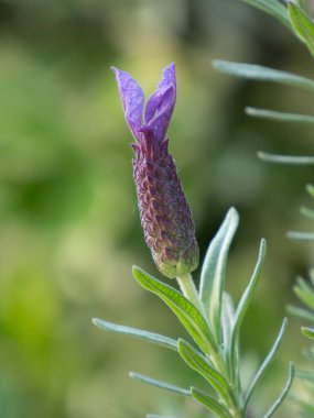 Mor lavanta çiçeğinin yakın çekimi