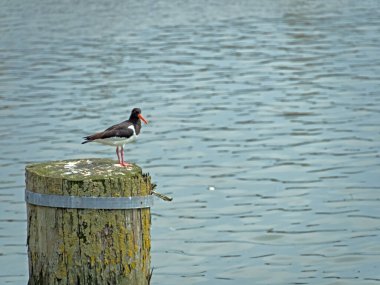 Haematopus ostralegus adında bir istiridye avcısının yakın plan fotoğrafı.