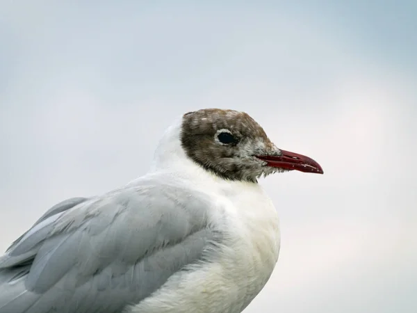 Portret Mewy Czarnogłowej Chroicocephalus Ridibundus — Zdjęcie stockowe