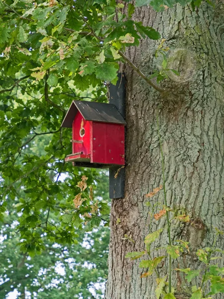 Wooden Red Nest Box Trunk Oak Tree — Stock Photo, Image