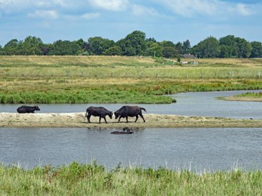 Almanya 'nın kuzeyinde Schleswig-Holstein eyâletinde Su Bufaloları (Bubalus arnee)