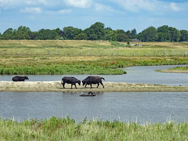 Water Buffalos Bubalus Arnee Schleswig Holstein Germany Europe — Stock Photo, Image