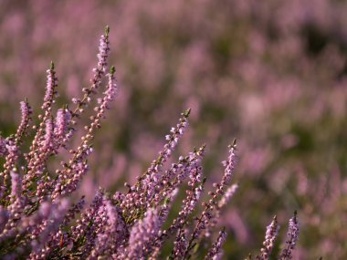 Kenevir, Ericaceae 'nin mor çiçeklerine yakın çekim