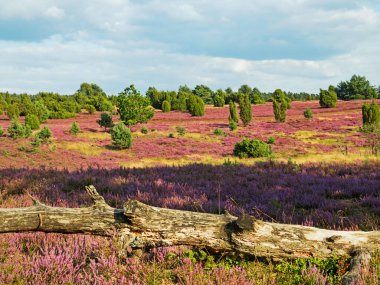 Önünde ağaç gövdesi olan Lueneburg Heath 'de manzara, Aşağı Saksonya, Almanya