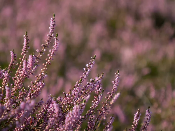 Kenevir, Ericaceae 'nin mor çiçeklerine yakın çekim