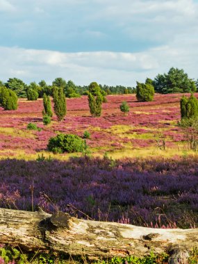Önünde ağaç gövdesi olan Lueneburg Heath 'de manzara, Aşağı Saksonya, Almanya