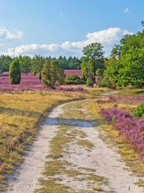 Lueneburg Heath, Aşağı Saksonya, Almanya 'da yürüyüş parkuru