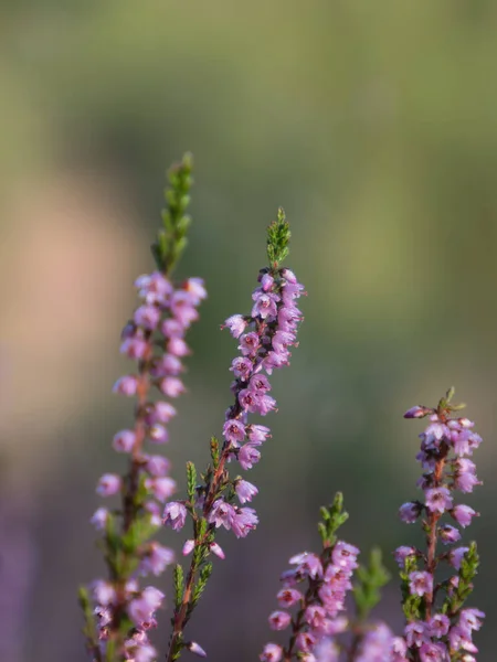 Kenevir Ericaceae Nin Mor Çiçeklerine Yakın Çekim — Stok fotoğraf
