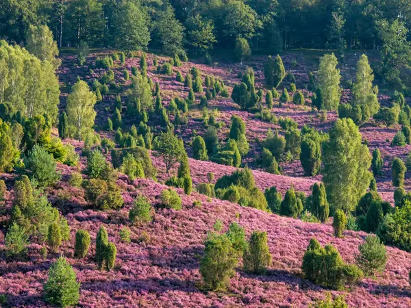 Landscape Lueneburg Heath Full Bloom Lower Saxony Germany — Stock Photo, Image