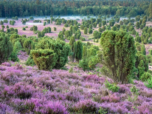 夜明けにLueneburg Heathの風景Totengrundへの眺め ニーダーザクセン州 ドイツ — ストック写真