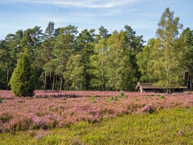 Lüksemburg Heath, Aşağı Saksonya, Almanya 'da kovanlı ahır