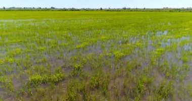 Pirinç ekimi ile yeşil alanların görünümünü