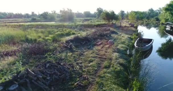 Suini domestici che pascolano sul prato nel villaggio — Video Stock