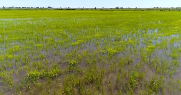 Vista de campos verdes con cultivo de arroz — Vídeo de stock