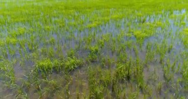 Pirinç ekimi ile yeşil alanların görünümünü