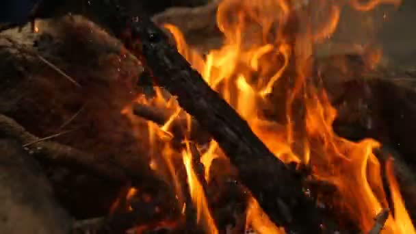 Een brandende kampvuur — Stockvideo