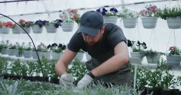 Manlig trädgårdsmästare som tar etiketten till växten — Stockvideo