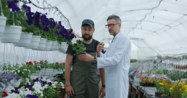 Dwóch ludzi wśród roślin doniczkowych w szklarni — Wideo stockowe