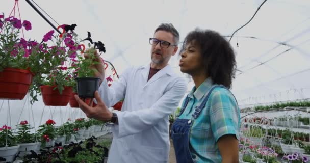 Jardineros examinando flor — Vídeos de Stock