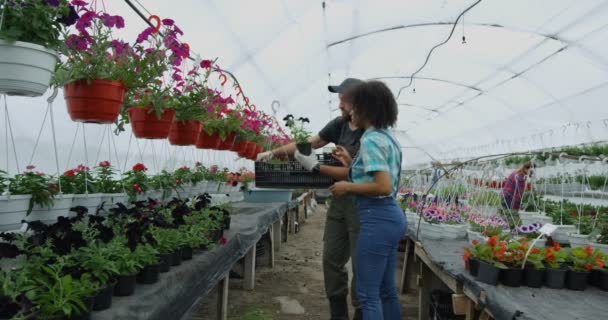 Dois jardineiros selecionando flores — Vídeo de Stock