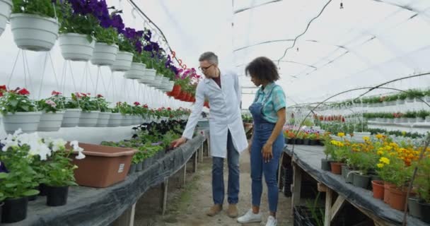 Trädgårdsmästare undersöker blomma — Stockvideo