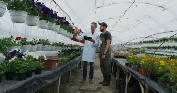 Trädgårdsmästare går i växthuset — Stockvideo