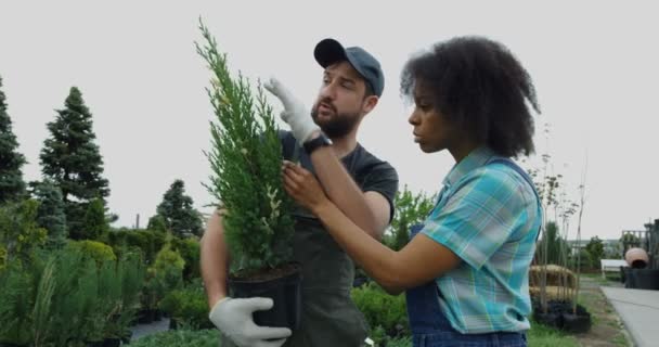 Trädgårdsmästare går i plantskolan trädgård — Stockvideo