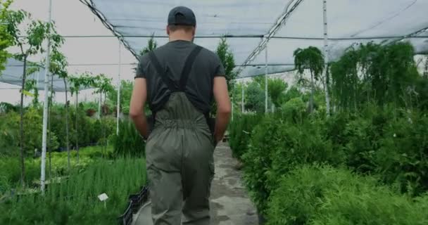 Jardinero masculino dando thujas a la mujer — Vídeo de stock