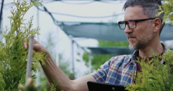 Tuinman onderzoekt plant in kwekerij tuin — Stockvideo