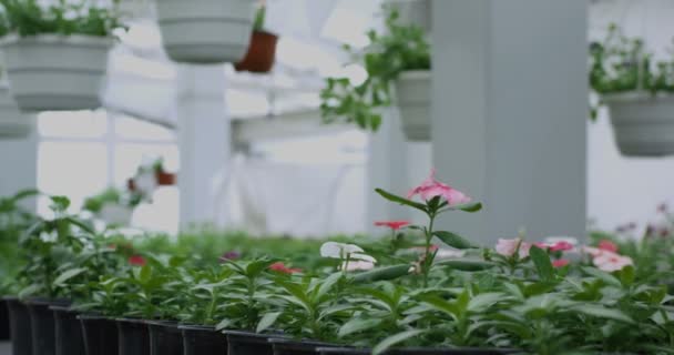 Topfblumen mit Gärtnern im Hintergrund — Stockvideo