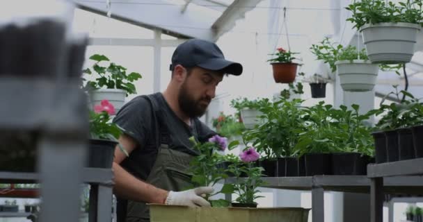 Trädgårdsmästare välja kruka blommor i växthus — Stockvideo