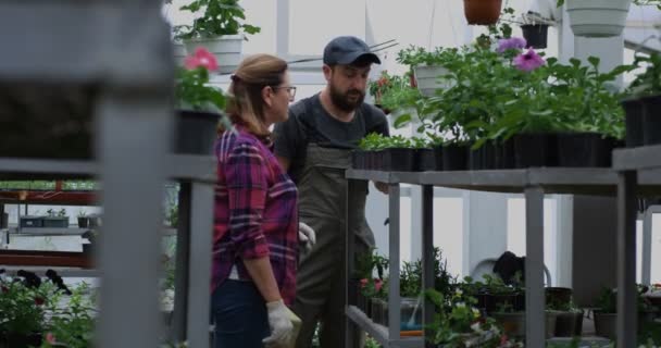 Two gardeners selecting seedlings in greenhouse — Stock Video